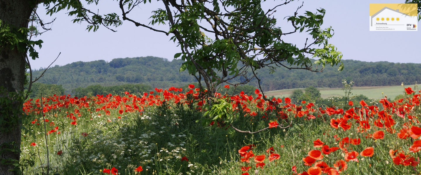 05_Ferienhaus_Seedorf_Ruegen_Landschaft_Mohn(DTV).jpg